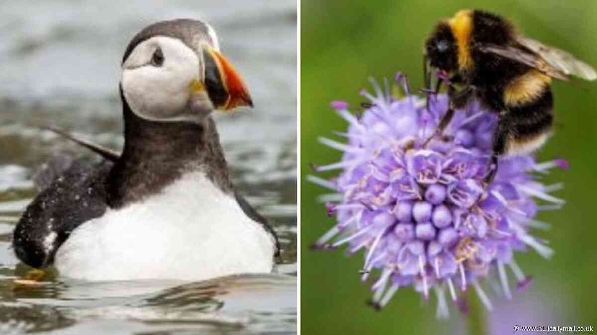 Some ‘wild’ facts about the animals that will eventually be hiding in our wallets