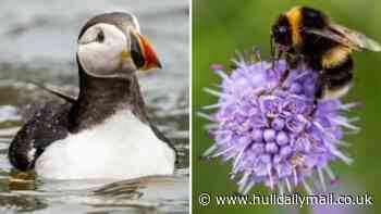 Some ‘wild’ facts about the animals that will eventually be hiding in our wallets