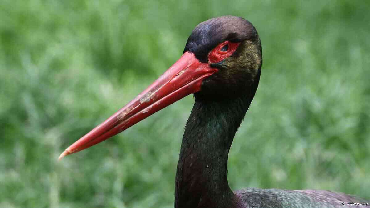 Ein Rundwanderweg in der Südpfalz verbindet Vogelwissen mit Natur