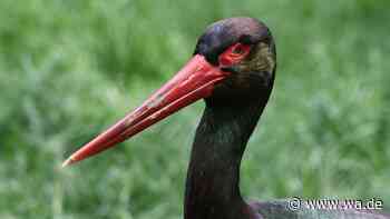 Ein Rundwanderweg in der Südpfalz verbindet Vogelwissen mit Natur
