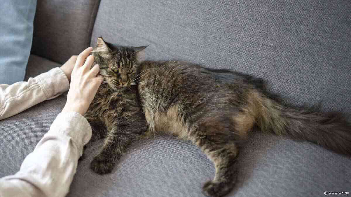 Wie eine kleine Auszeit: So profitieren Menschen und Katzen von Routinen und Ritualen