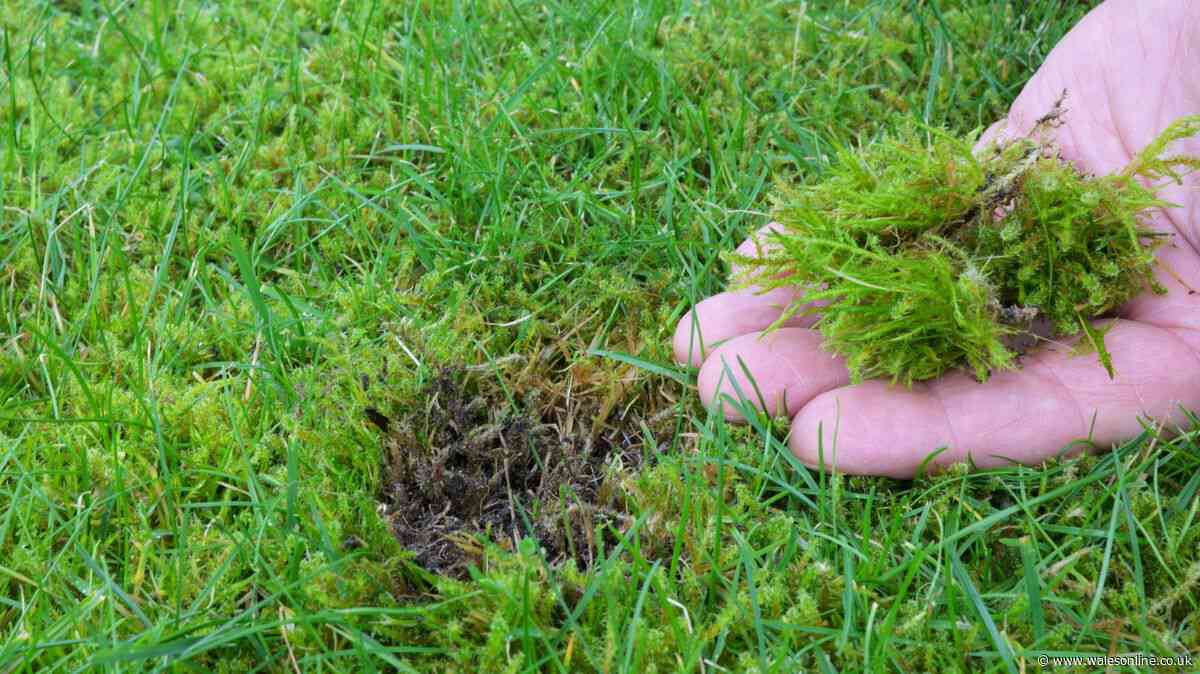 Gardeners urged to stop raking lawns in October or risk common problem