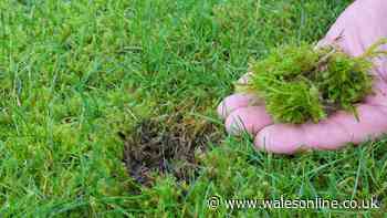 Gardeners urged to stop raking lawns in October or risk common problem