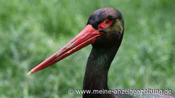 Ein Rundwanderweg in der Südpfalz verbindet Vogelwissen mit Natur