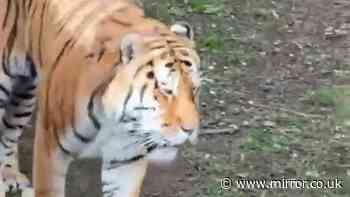 Yorkshire Wildlife Park confirms fate of tiger that mauled man to death – latest