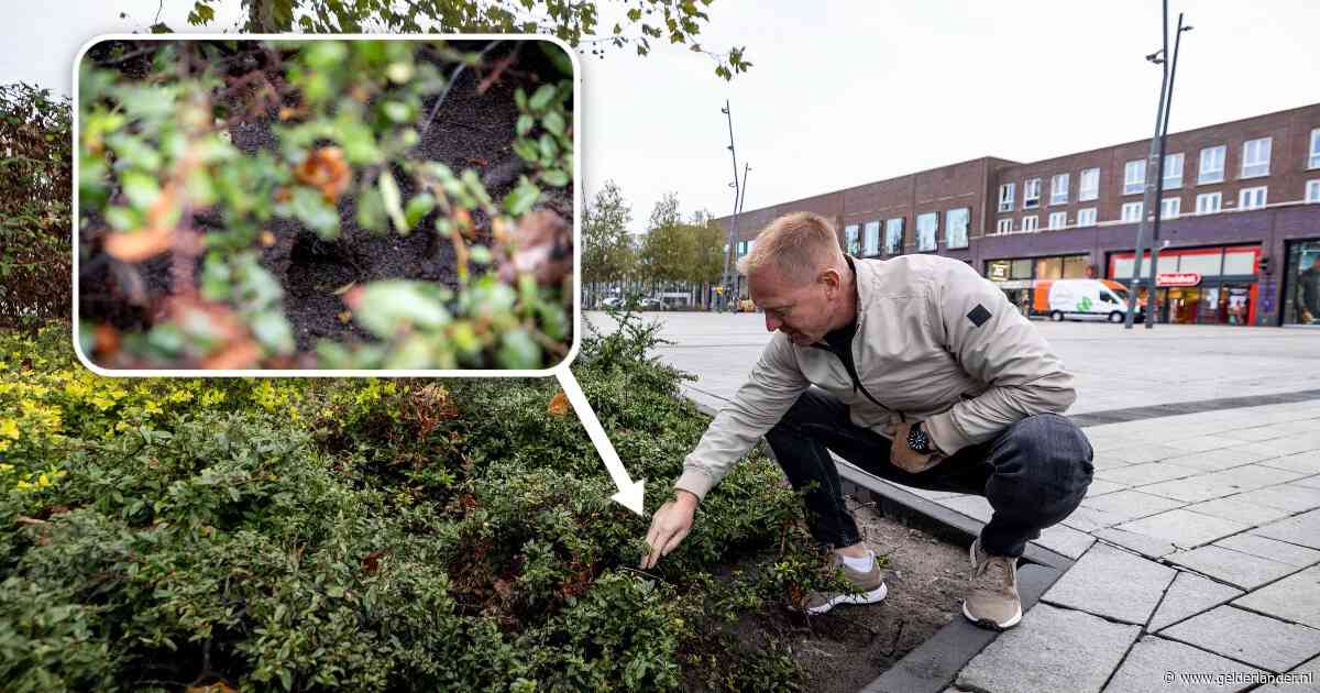 Tientallen ratten onder perkje voor de Primark: wij voeren ze zelf, met vogelzaad en hele boterhammen