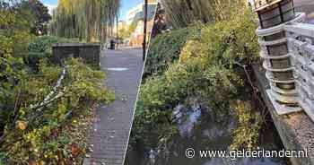 Boom valt op deelnemers Urban Walk, toestand wandelaars onbekend