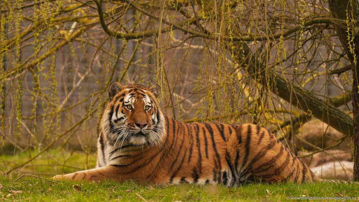 Fate of Altai the tiger who killed man at Yorkshire Wildlife Park confirmed by bosses
