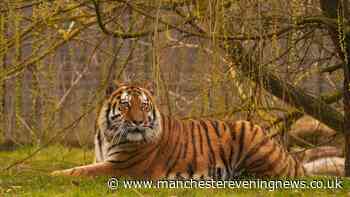 Fate of Altai the tiger who killed man at Yorkshire Wildlife Park confirmed by bosses