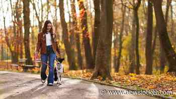 Herfstweer maakt komende week plaats voor droge dagen met 20 graden