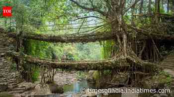 Meghalaya's living root bridges are manmade wonders