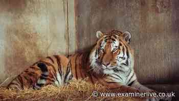 Yorkshire Wildlife Park update on fate of tiger involved after man mauled to death
