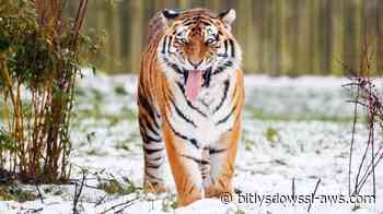 Muere un hombre tras ser atacado por un tigre en un parque zoológico de Inglaterra