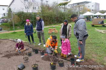 Viernheim – 3. Viernheimer Baumpflanztag im Bannholzgraben –  Vorbeikommen und Mitmachen!