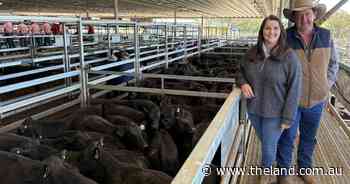 Rain outlook sparks 'grass fever' at hot CTLX sale as weaners sell to 754c/kg