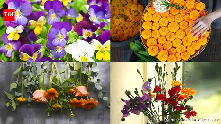 Right flowers to grow from mid-October: Easy blooms for a colourful winter garden