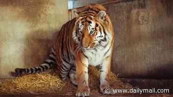 Man mauled to death by tiger at Yorkshire zoo 'made sign gesture for bad after entering enclosure' - as park confirms big cat won't be put down