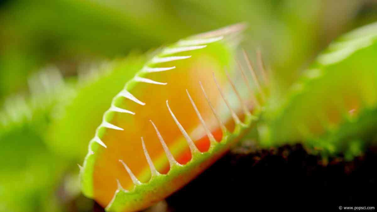Can carnivorous plants eat people?