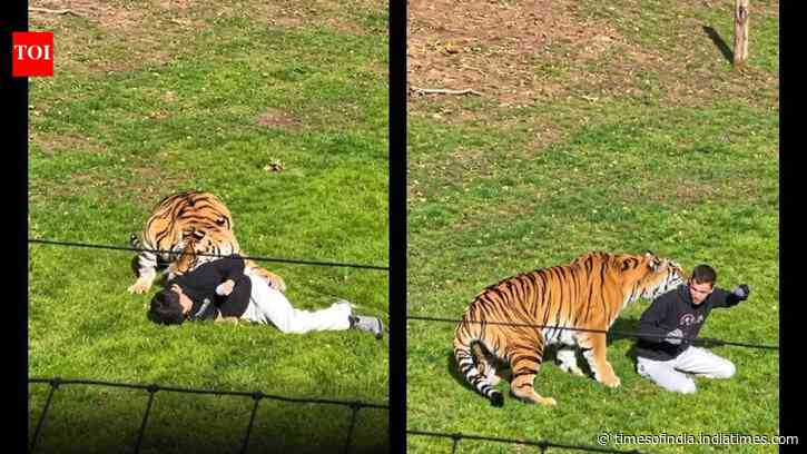 Man killed in Amur tiger attack at England wildlife park; police warn against sharing videos