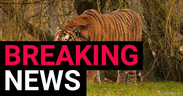 Wildlife Park reveals tiger’s fate and pays tribute to man killed in enclosure