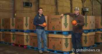High costs haunt Canadian ornamental pumpkin farm