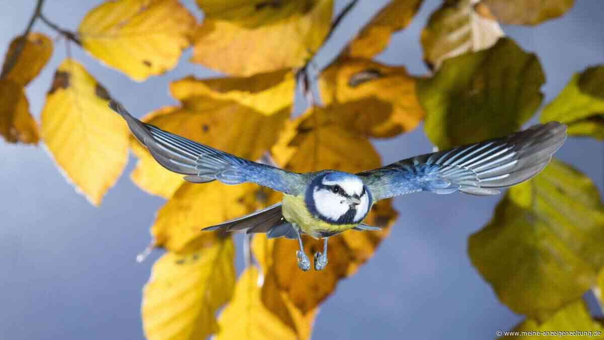 So lassen sich Singvögel im Winter in den Garten locken