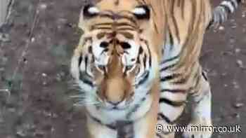 Yorkshire Wildlife Park latest: Tiger will not be euthanised after fatal mauling