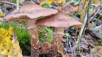 Fall fungi: Enjoy these photos from around New Brunswick