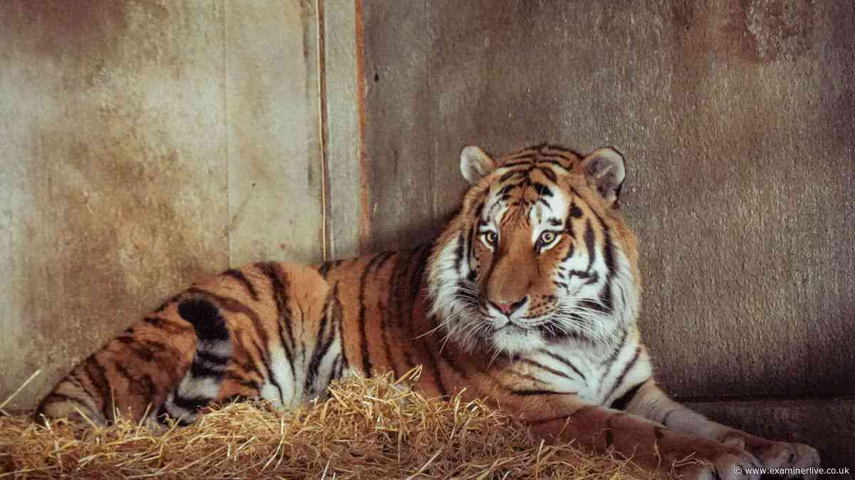 Yorkshire Wildlife Park update on fate of tiger after man mauled to death