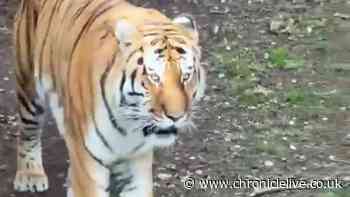 Yorkshire Wildlife Park issues update on tiger's fate after fatal attack