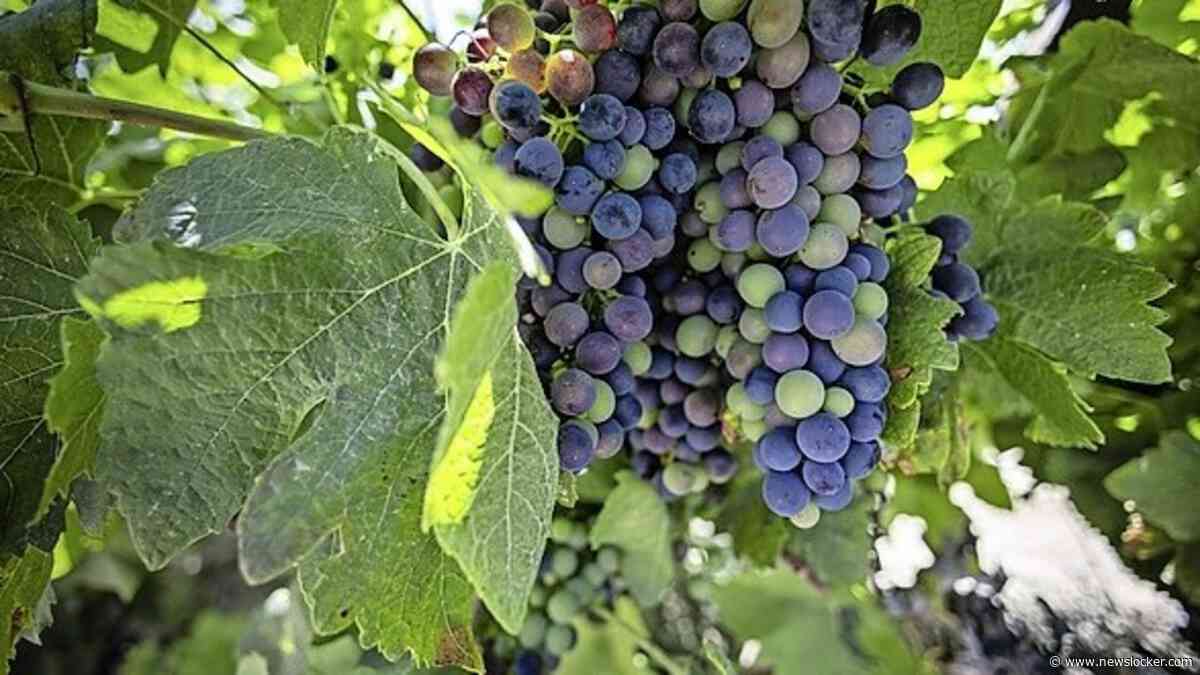 Warme zomer zorgt voor lagere opbrengst druivenoogst: ’Maar kwaliteit veelbelovend’
