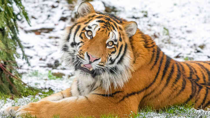 Entra nel recinto delle tigri siberiane in uno zoo: uno degli animali lo attacca e lo uccide. “Non postate i video dell’aggressione”: l’appello della polizia