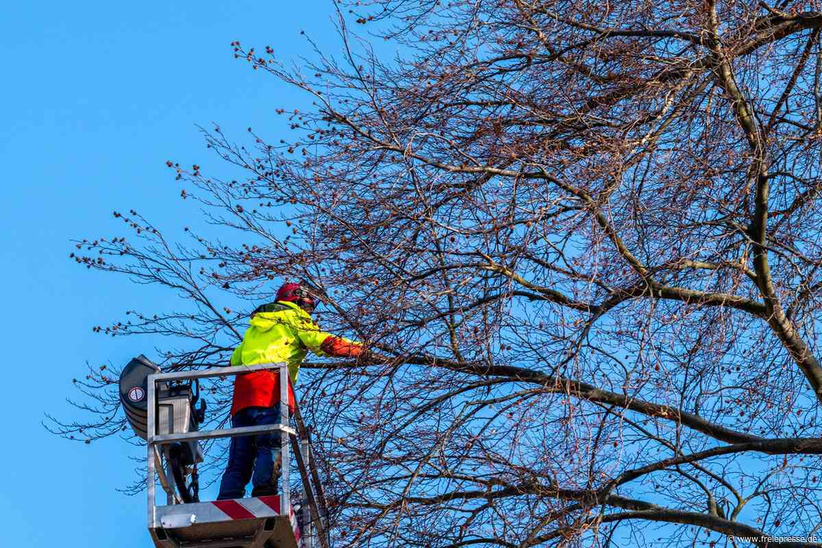 Straße Lärchental in Flöha wegen Baumpflege gesperrt
