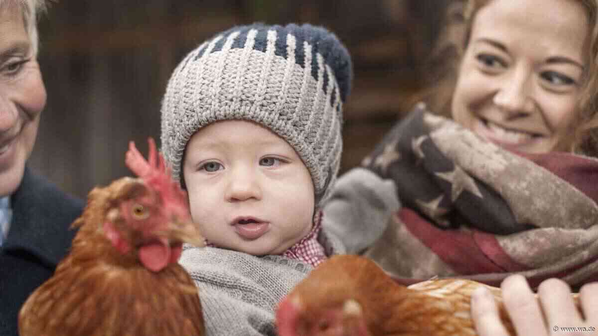 Hühner rattensicher halten: So sichern Sie Stall und Futter ab Herbst richtig