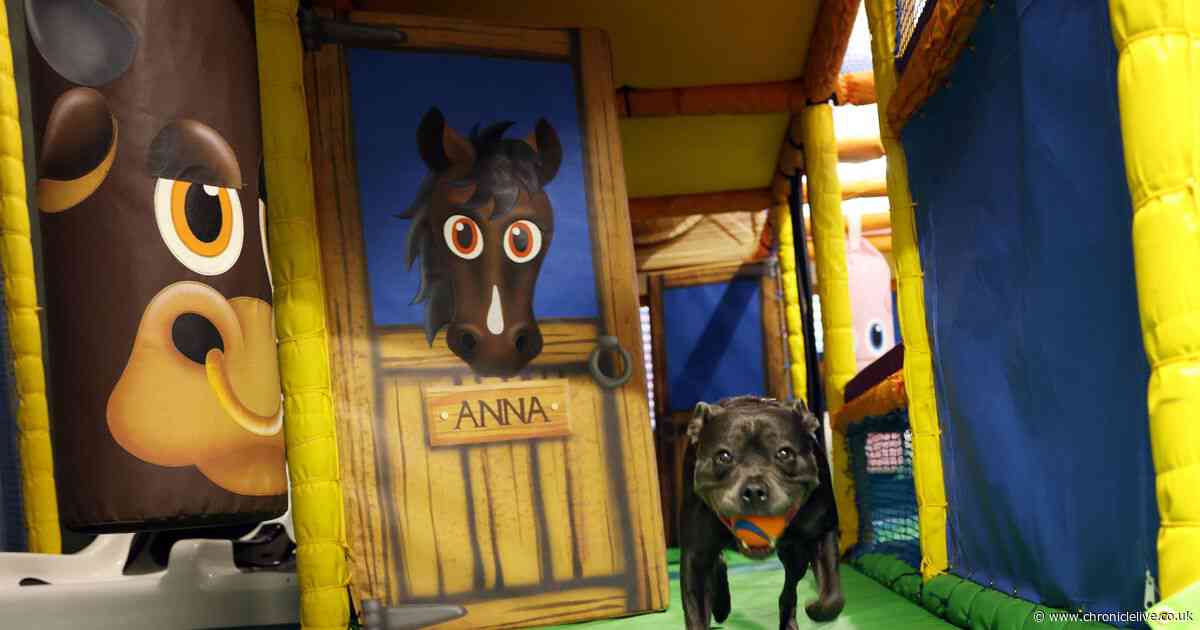 Take a look at the new soft play which has opened for dogs in Gateshead