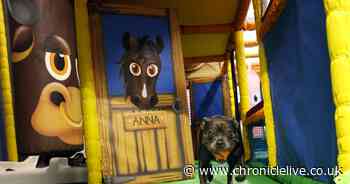 Take a look at the new soft play which has opened for dogs in Gateshead