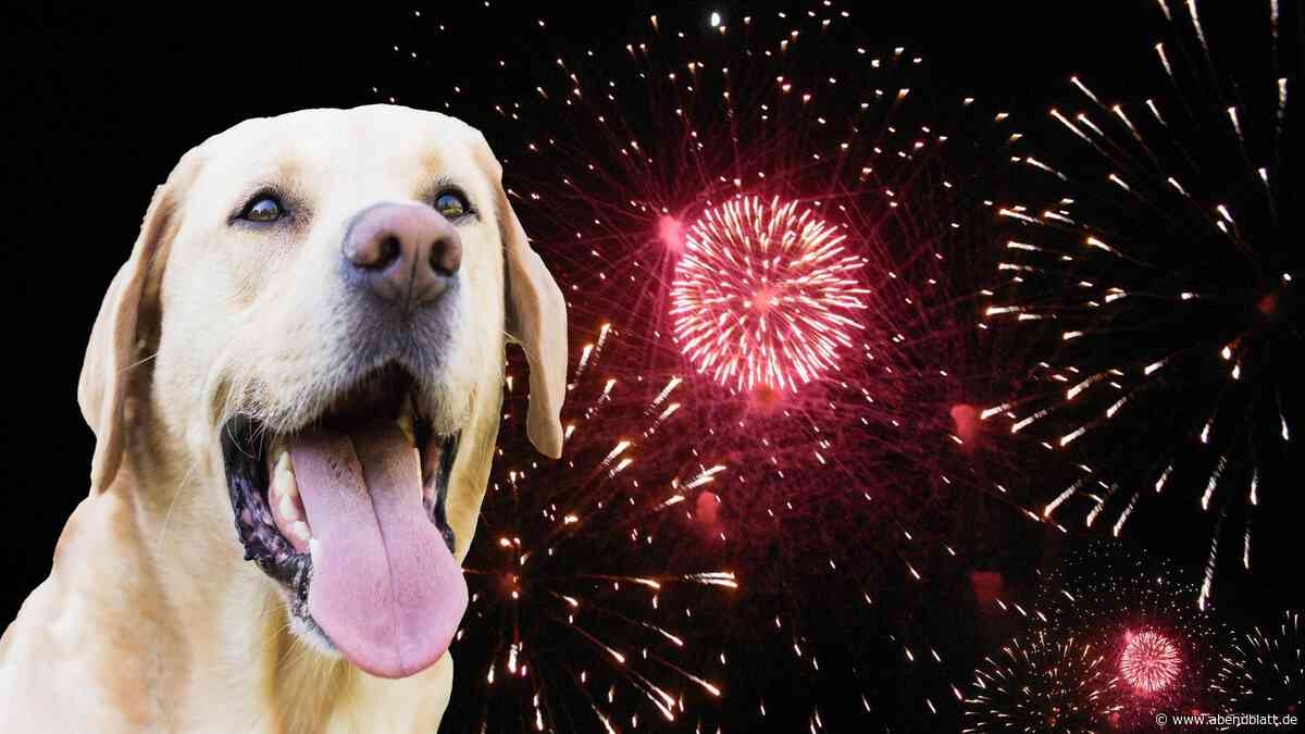 Silvester ohne Feuerwerk: Wo Hundehalter für 2027 jetzt schon buchen sollten