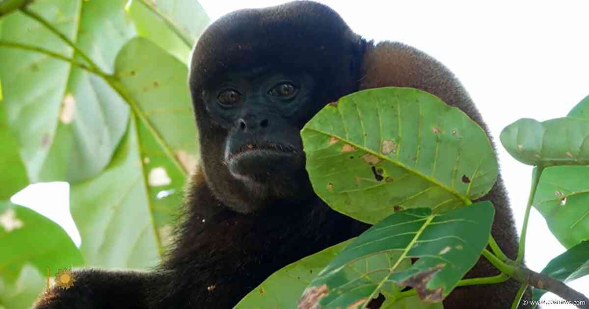 Nature: The Amazon jungle of Ecuador