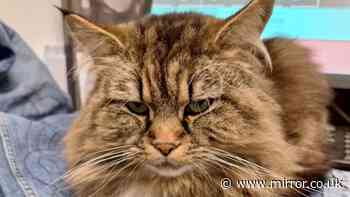 'Change law to stop people who run over cats from driving away' plea