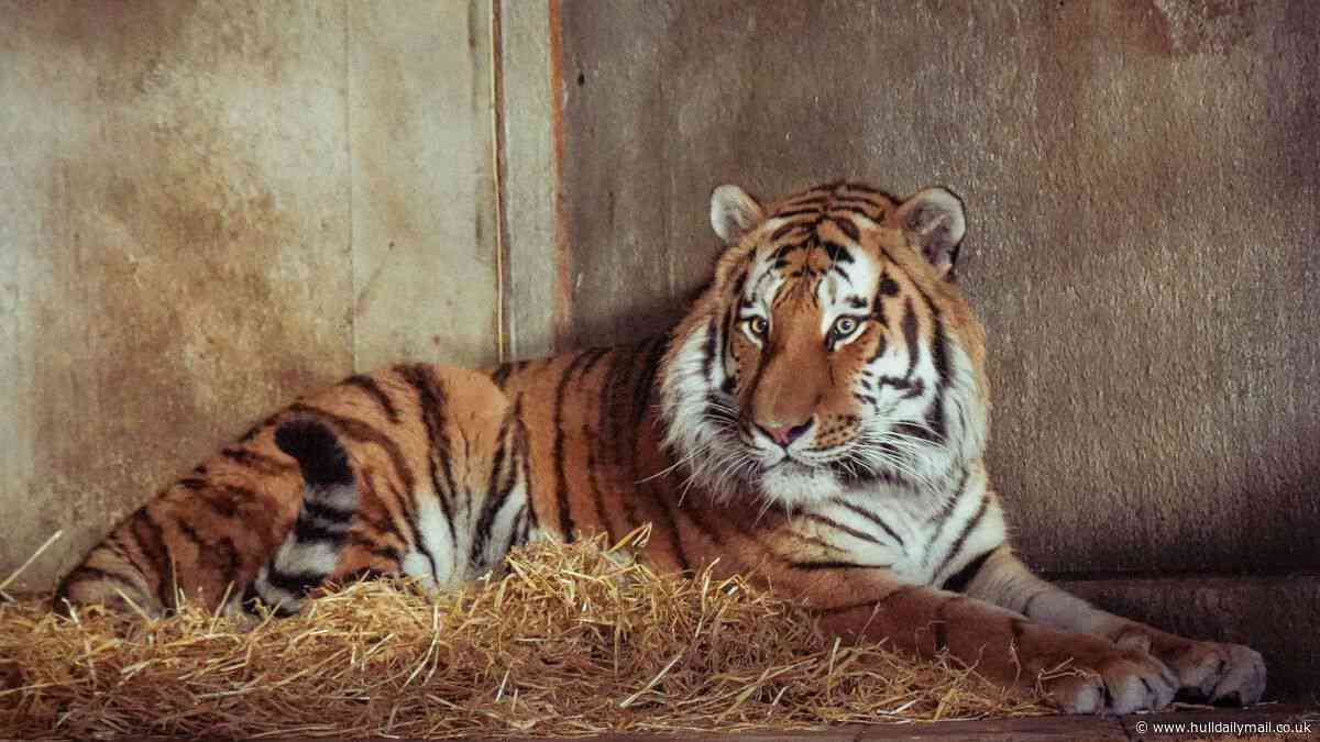 Yorkshire Wildlife Park issues update on tiger and condolences after man's death