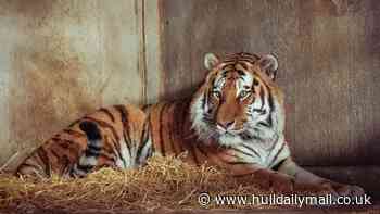 Yorkshire Wildlife Park issues update on tiger and condolences after man's death
