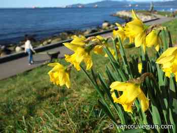Could B.C. be headed for a record-breaking mild winter?