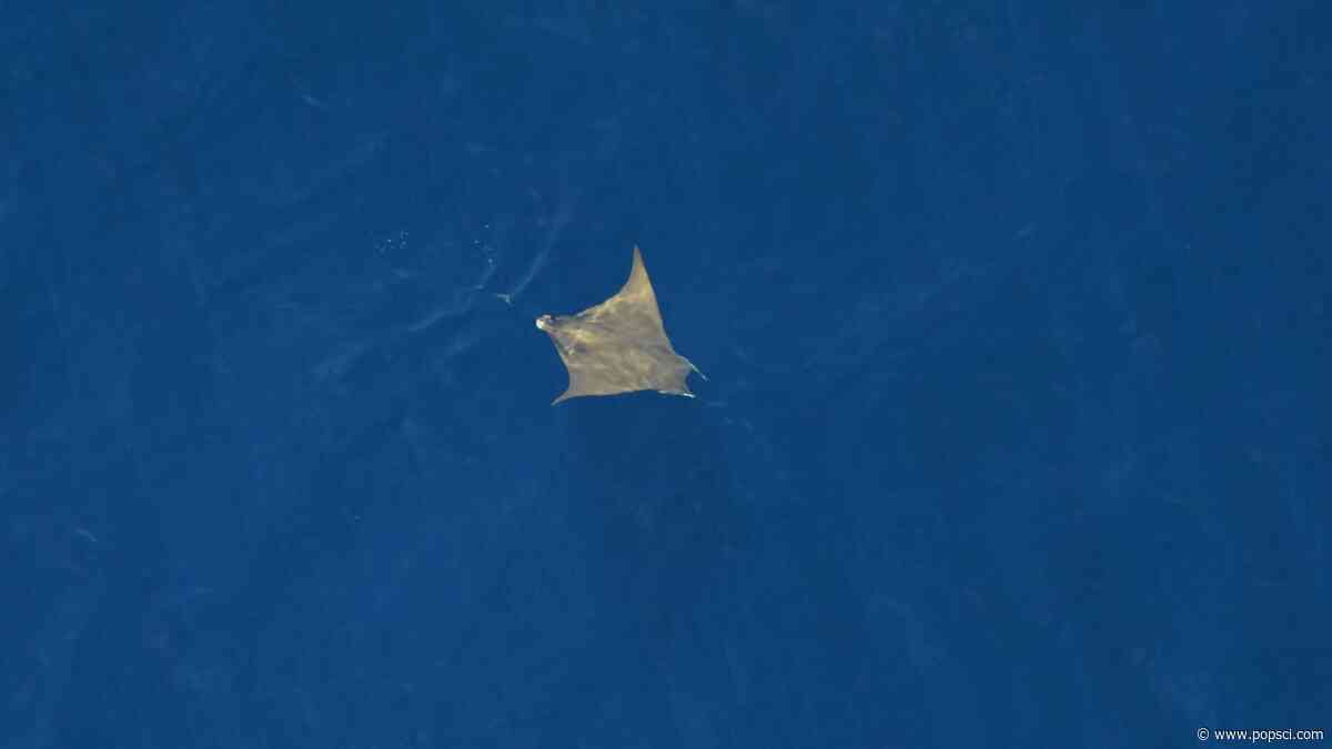 ‘One of the ocean’s best-kept secrets’ spotted near Massachusetts