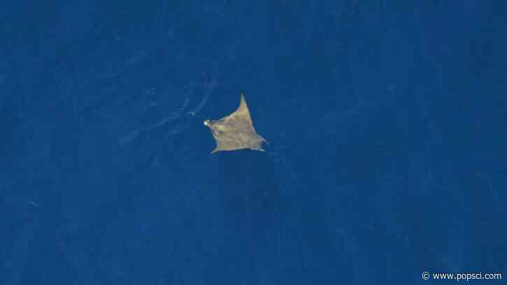 ‘One of the ocean’s best-kept secrets’ spotted near Massachusetts