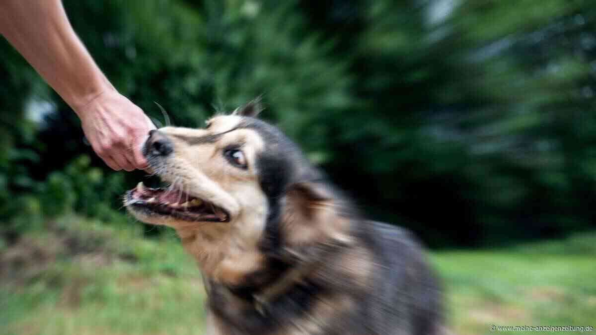 Der Schnauzengriff beim Hund gilt als äußerst kontroverse Erziehungsmaßnahme