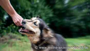 Der Schnauzengriff beim Hund gilt als äußerst kontroverse Erziehungsmaßnahme