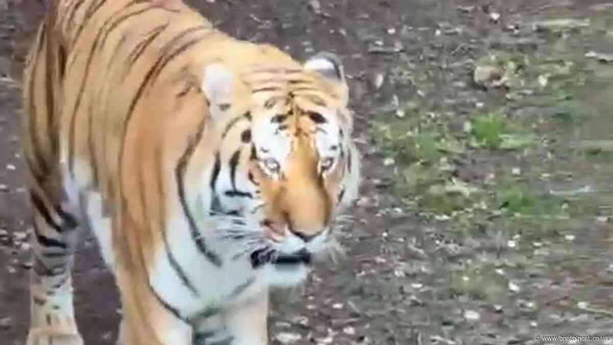 Tiger will not be euthanised after man mauled to death at UK wildlife park