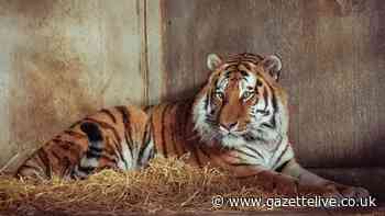 Yorkshire Wildlife Park issues update on tiger's fate after man killed in fatal attack