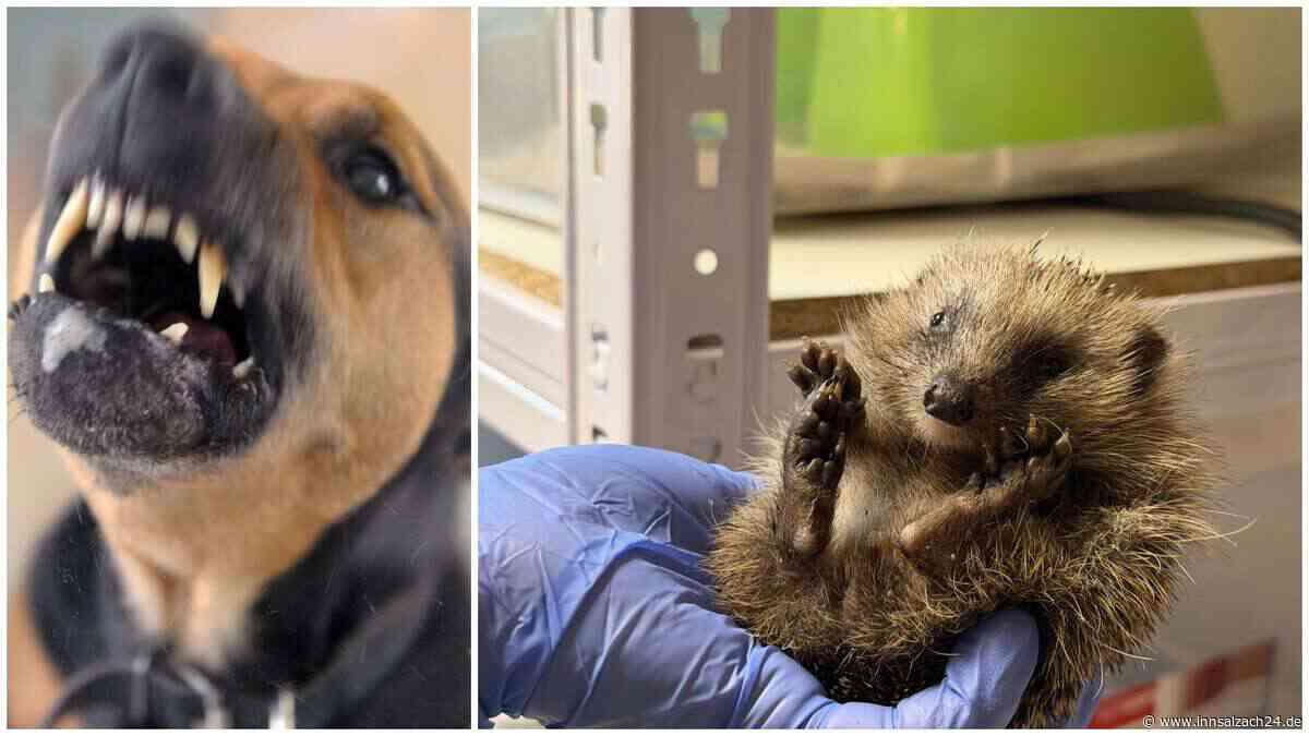 „Vom Hund zerfetzt“: Töginger Igel-Intensivpflegerin gibt  Tipps bei Notfällen mit den Stacheltieren