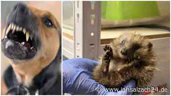 „Vom Hund zerfetzt“: Töginger Igel-Intensivpflegerin gibt  Tipps bei Notfällen mit den Stacheltieren